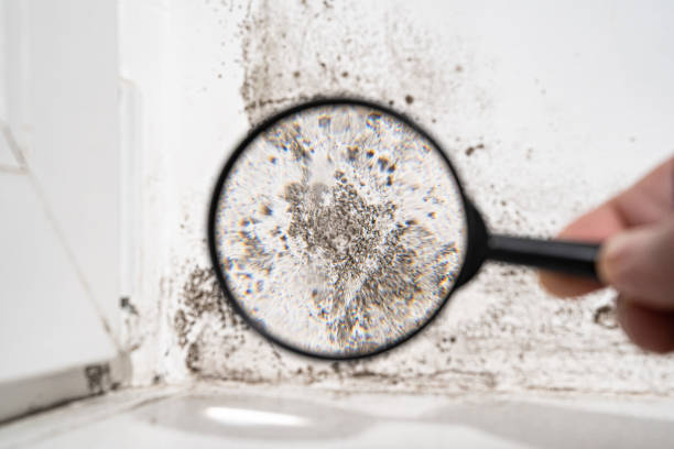 Why You Should Choose Our Mold Remediation Services in Beaumont, TX